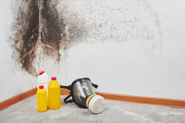 Best Mold Removal Company Near Me  in North Scituate, MA
