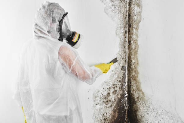 Best Mold Remediation  in North Scituate, MA