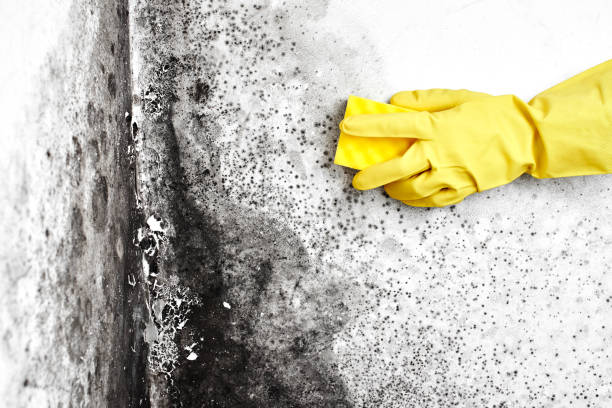 Best Mold Damage Repair  in North Scituate, MA