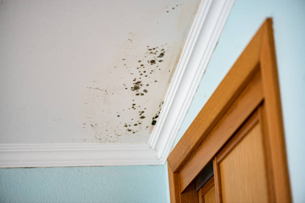 Attic Mold Removal in North Scituate, MA