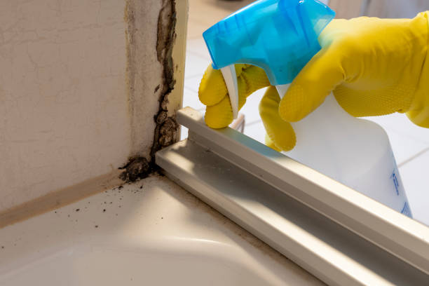 Professional Mold Removal in North Scituate, MA