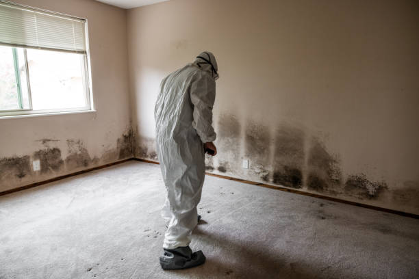 Best Affordable Mold Removal  in North Scituate, MA