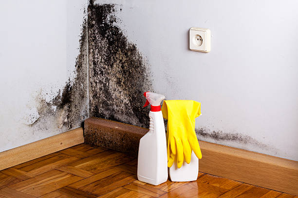 Best Local Mold Removal Service  in North Scituate, MA