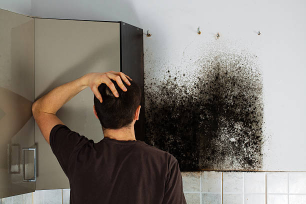 Mold Removal and Inspection in North Scituate, MA