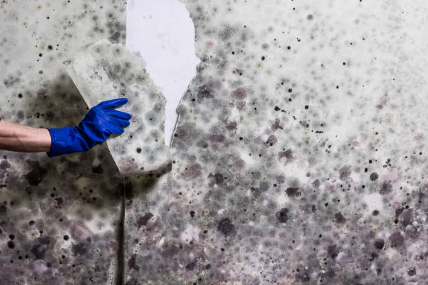 Best Affordable Mold Removal  in North Scituate, MA